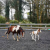 crumb Rubber granules for horse arena